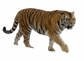 tiger png hd