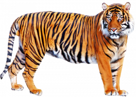 Tiger PNG Image