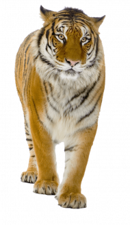 tiger png image download tigers