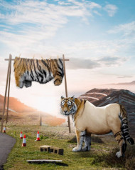 Tiger Poster Background For PicsArt CB Editing   1080x1350