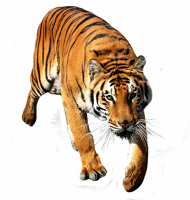 Tiger psd   png