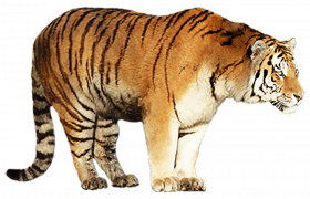 Tiger standing transparent png image