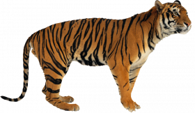 Tiger transparent png image