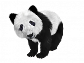 Toon Black And White Panda China Panda Baby Furry 659186 copy