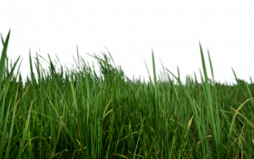 Top Grass PNG Images