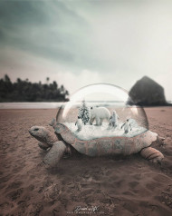 Tortoise  editing background