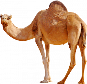 transparent background camel hd png images