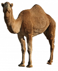 transparent background camel png images