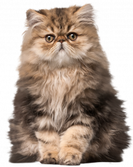 Transparent Background Cat Png, Download