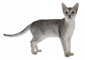 Transparent Background Cat Png, Png Download