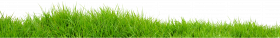 Transparent Background Grass Png , Png Download   Real Grass Png, Png Download (3)
