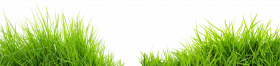 Transparent Background Grass Png , Png Download   Real Grass Png, Png Download (4)