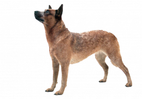 Transparent dog png clipart