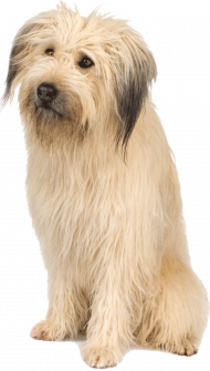 Transparent dog png clipart