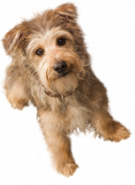 Transparent dog png hd