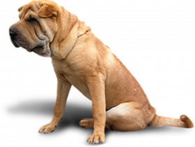 Transparent dog png hd