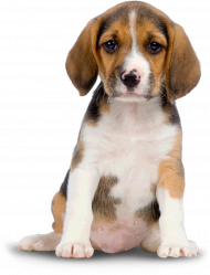 Transparent dog png hd