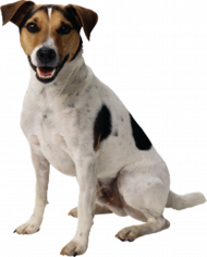 Transparent dog png hd
