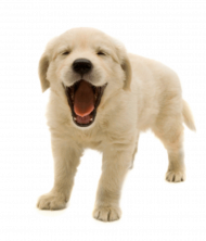 Transparent dog png images