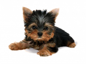 Transparent dog png images
