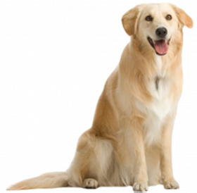 Transparent puppy dog pals png