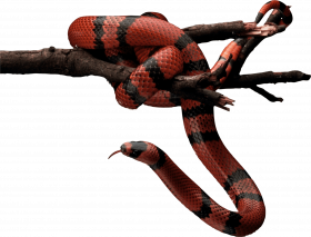 Transparent snake png