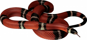 Transparent snake png for photoshop