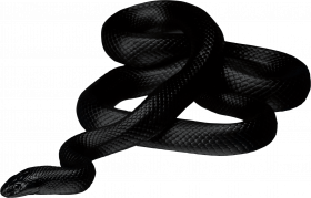 Transparent snake png for photoshop