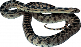 Transparent snake png for photoshop