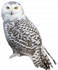 Transparent White Owl PNG Picture copy