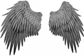 Transprent wing png