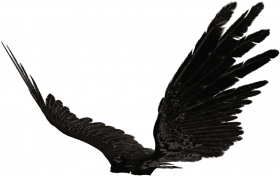 Transprent wing png (3)
