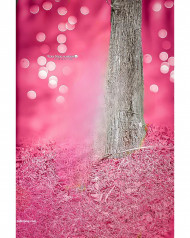 Tree bokeh effect cb editing background photoshop