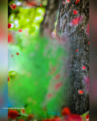 Tree cb editing background new