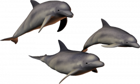 Triple dolphin transparent png