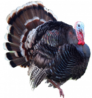 turkey png   hd png