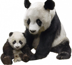 Two pnada transprent png