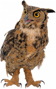 Ullu transparent png image