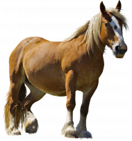 Unicorn horse PNG images for free download
