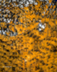 Viral Cb Editing Background