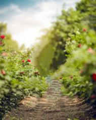 Viral cb editing background (2)