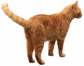 Waliking Cat Png Transparent Background