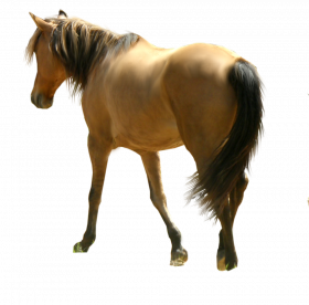 Walking Horse png image image with transparent background