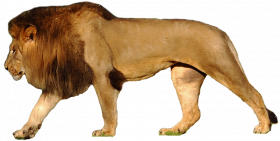 Walking lion hd png download