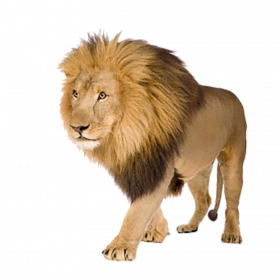 Walking lionhd png