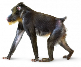 Walking monkey png
