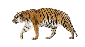 Walking Tiger PNG Transparent Images