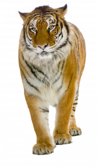 Walking tiger transparent png image
