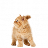 Watching  Cat Png Transparent Background
