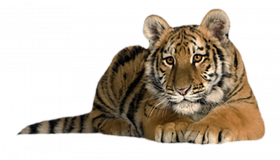 Watching tiger transparent png image